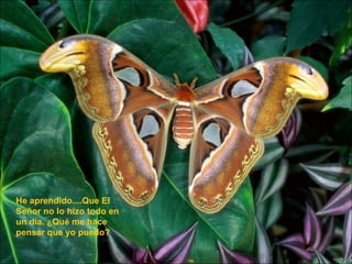 He aprendido....Que El Señor no lo hizo todo en un día. ¿Qué me hace pensar que yo puedo? 