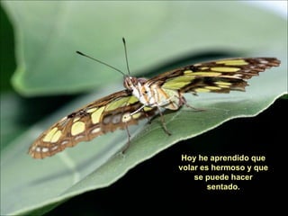 Hoy he aprendido que volar es hermoso y que se puede hacer sentado. 