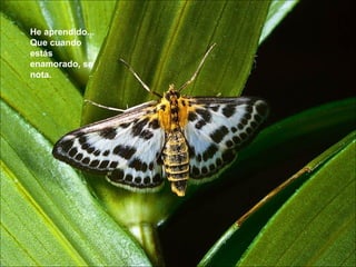 He aprendido... Que cuando estás enamorado, se nota.  