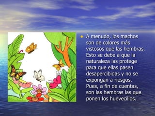 A menudo, los machos son de colores más vistosos que las hembras. Esto se debe a que la naturaleza las protege para que ellas pasen desapercibidas y no se expongan a riesgos. Pues, a fin de cuentas, son las hembras las que ponen los huevecillos. 