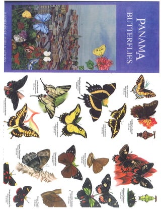 Mariposas de Panamá