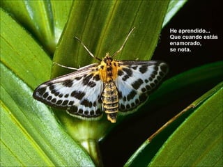 He aprendido... Que cuando estás enamorado,  se nota.  