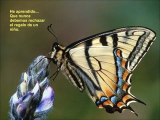 He aprendido... Que nunca debemos rechazar el regalo de un niño.  