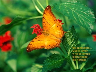 He aprendido... Que el amor  y no el tiempo cierra todas  las heridas  