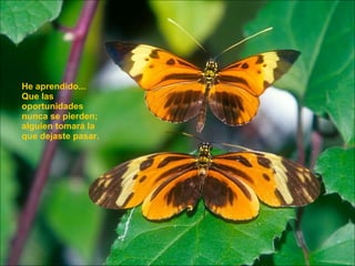 He aprendido... Que las oportunidades nunca se pierden; alguien tomará la que dejaste pasar.   