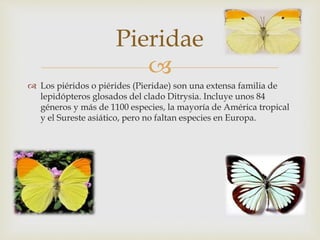 
 Los piéridos o piérides (Pieridae) son una extensa familia de
lepidópteros glosados del clado Ditrysia. Incluye unos 84
géneros y más de 1100 especies, la mayoría de América tropical
y el Sureste asiático, pero no faltan especies en Europa.
Pieridae
 