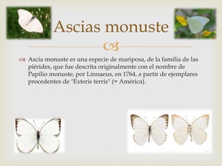 
 Ascia monuste es una especie de mariposa, de la familia de las
piérides, que fue descrita originalmente con el nombre de
Papilio monuste, por Linnaeus, en 1764, a partir de ejemplares
procedentes de "Exteris terris" (= América).
Ascias monuste
 