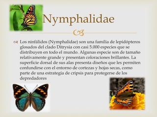 
 Los ninfálidos (Nymphalidae) son una familia de lepidópteros
glosados del clado Ditrysia con casi 5.000 especies que se
distribuyen en todo el mundo. Algunas especie son de tamaño
relativamente grande y presentan coloraciones brillantes. La
superficie dorsal de sus alas presenta diseños que les permiten
confundirse con el entorno de cortezas y hojas secas, como
parte de una estrategia de cripsis para protegerse de los
depredadores
Nymphalidae
 