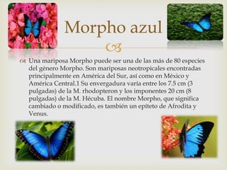 
 Una mariposa Morpho puede ser una de las más de 80 especies
del género Morpho. Son mariposas neotropicales encontradas
principalmente en América del Sur, así como en México y
América Central.1 Su envergadura varía entre los 7.5 cm (3
pulgadas) de la M. rhodopteron y los imponentes 20 cm (8
pulgadas) de la M. Hécuba. El nombre Morpho, que significa
cambiado o modificado, es también un epíteto de Afrodita y
Venus.
Morpho azul
 