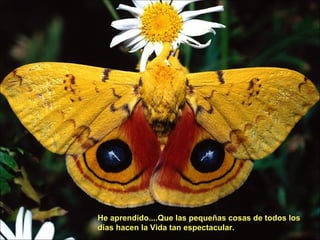 He aprendido....Que las pequeñas cosas de todos losHe aprendido....Que las pequeñas cosas de todos los
días hacen la Vida tan espectacular.días hacen la Vida tan espectacular.
 