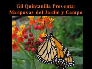 Gil Quintanilla Presenta: Mariposas del Jardin y Campo 