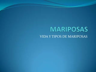 MARIPOSAS VIDA Y TIPOS DE MARIPOSAS 