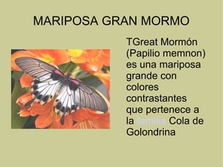 MARIPOSA GRAN MORMO
TGreat Mormón
(Papilio memnon)
es una mariposa
grande con
colores
contrastantes
que pertenece a
la familia Cola de
Golondrina
 