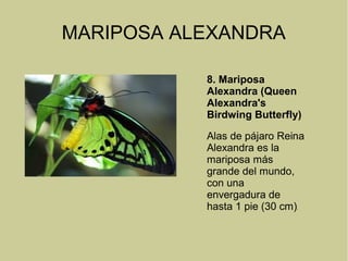 MARIPOSA ALEXANDRA
8. Mariposa
Alexandra (Queen
Alexandra's
Birdwing Butterfly)
Alas de pájaro Reina
Alexandra es la
mariposa más
grande del mundo,
con una
envergadura de
hasta 1 pie (30 cm).
 