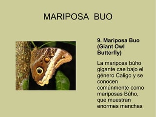 MARIPOSA BUO
9. Mariposa Buo
(Giant Owl
Butterfly)
La mariposa búho
gigante cae bajo el
género Caligo y se
conocen
comúnmente como
mariposas Búho,
que muestran
enormes manchas
 