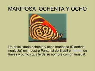 MARIPOSA OCHENTA Y OCHO
Un descuidado ochenta y ocho mariposa (Diaethria
neglecta) en muestro Pantanal de Brasil el diseño de
líneas y puntos que le da su nombre común inusual.
 