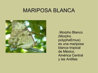 MARIPOSA BLANCA
l Morpho Blanco
(Morpho
polypheEmus)
es una mariposa
blanca tropical
de México,
América Central
y las Antillas
 