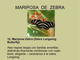 MARIPOSA DE ZEBRA
12. Mariposa Zebra (Zebra Longwing
Butterfly)
Alas negras largas con bandas amarillas
distintivas finamente combinado con vuelo
lento, elegante – caracteriza a la cebra
Longwing
 