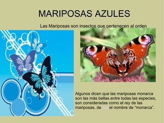 MARIPOSAS AZULES
Las Mariposas son insectos que pertenecen al orden
Algunos dicen que las mariposas monarca
son las más bellas entre todas las especies,
son consideradas como el rey de las
mariposas, de ahí el nombre de “monarca”.
 
