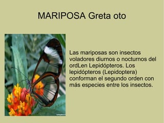 MARIPOSA Greta oto
Las mariposas son insectos
voladores diurnos o nocturnos del
ordLen Lepidópteros. Los
lepidópteros (Lepidoptera)
conforman el segundo orden con
más especies entre los insectos.
 