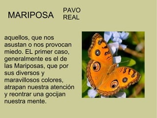 MARIPOSA
aquellos, que nos
asustan o nos provocan
miedo. EL primer caso,
generalmente es el de
las Mariposas, que por
sus diversos y
maravillosos colores,
atrapan nuestra atención
y reontrar una gocijan
nuestra mente.
PAVO
REAL
 