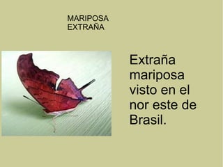 MARIPOSA
EXTRAÑA
Extraña
mariposa
visto en el
nor este de
Brasil.
 