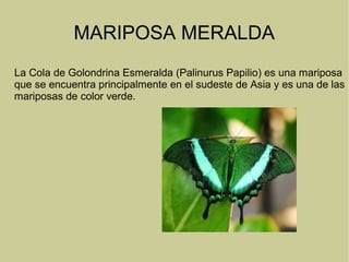 MARIPOSA MERALDA
La Cola de Golondrina Esmeralda (Palinurus Papilio) es una mariposa
que se encuentra principalmente en el sudeste de Asia y es una de las
mariposas de color verde.
 