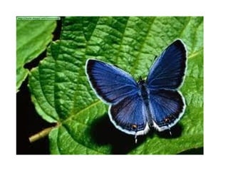 Mariposas miercoles 21 3-2012
