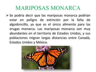MARIPOSAS MONARCA
 Se podría decir que las mariposas monarca podrían
estar en peligro de extinción por la falta de
algodoncillo, ya que es el único alimento para las
orugas monarca. Las mariposas monarca son muy
abundantes en el territorio de Estados Unidos, y sus
poblaciones migran largas distancias entre Canadá,
Estados Unidos y México.
 