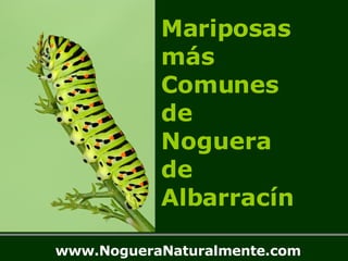 Mariposas más  Comunes de Noguera  de  Albarracín www.NogueraNaturalmente.com 
