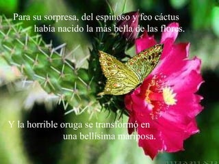 Para su sorpresa, del espinoso y feo cáctus había nacido la más bella de las flores. Y la horrible oruga se transformó en una bellísima mariposa.