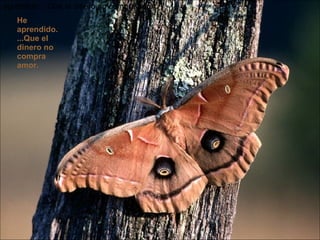 aprendido....Que el dinero no compra amor.  He aprendido....Que el dinero no compra amor.  