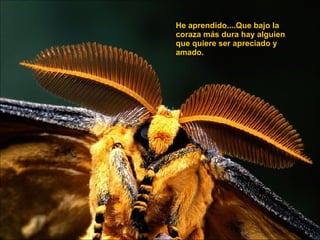 He aprendido....Que bajo la coraza más dura hay alguien que quiere ser apreciado y amado.  