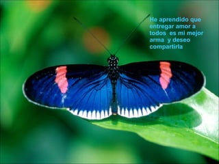 He aprendido que entregar amor a todos  es mi mejor arma  y deseo compartirla  