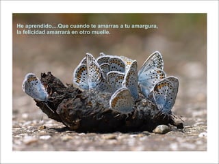 He aprendido....Que cuando te amarras a tu amargura, la felicidad amarrará en otro muelle.  