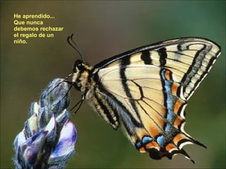 He aprendido... Que nunca debemos rechazar el regalo de un niño.  