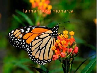 la mariposa monarca
 