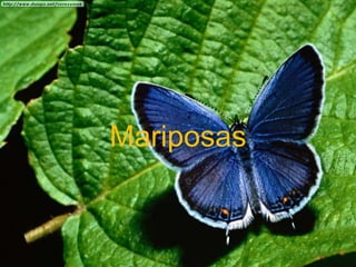 Mariposas 