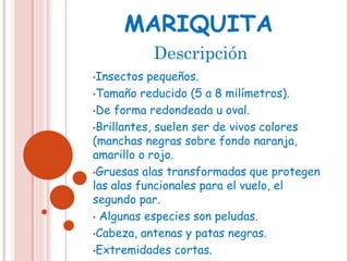 •Insectos pequeños.
•Tamaño reducido (5 a 8 milímetros).
•De forma redondeada u oval.
•Brillantes, suelen ser de vivos colores
(manchas negras sobre fondo naranja,
amarillo o rojo.
•Gruesas alas transformadas que protegen
las alas funcionales para el vuelo, el
segundo par.
• Algunas especies son peludas.
•Cabeza, antenas y patas negras.
•Extremidades cortas.
Descripción
 