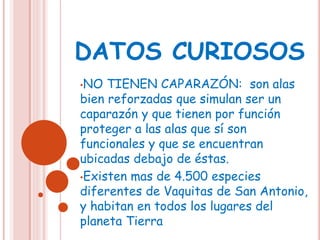 DATOS CURIOSOS
•NO TIENEN CAPARAZÓN: son alas
bien reforzadas que simulan ser un
caparazón y que tienen por función
proteger a las alas que sí son
funcionales y que se encuentran
ubicadas debajo de éstas.
•Existen mas de 4.500 especies
diferentes de Vaquitas de San Antonio,
y habitan en todos los lugares del
planeta Tierra
 