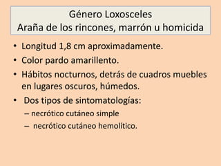 Género Loxosceles
Araña de los rincones, marrón u homicida
• Longitud 1,8 cm aproximadamente.
• Color pardo amarillento.
• Hábitos nocturnos, detrás de cuadros muebles
en lugares oscuros, húmedos.
• Dos tipos de sintomatologías:
– necrótico cutáneo simple
– necrótico cutáneo hemolítico.
 