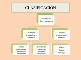CLASIFICACIÓN
Artrópodos
Pies - articulados
Arácnidos
(Cefalotórax -
Abdomen)
Arañas
Cefalotórax y
abdomen no
segmentado
Escorpiones
Cefalotórax y
abdomen
segmentado
Insectos
(Cabeza-tórax-
abdomen)
Abejas
Avispas
Hormigas
 
