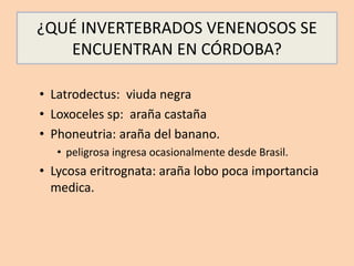 ¿QUÉ INVERTEBRADOS VENENOSOS SE
ENCUENTRAN EN CÓRDOBA?
• Latrodectus: viuda negra
• Loxoceles sp: araña castaña
• Phoneutria: araña del banano.
• peligrosa ingresa ocasionalmente desde Brasil.
• Lycosa eritrognata: araña lobo poca importancia
medica.
 