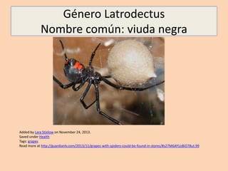 Género Latrodectus
Nombre común: viuda negra
Added by Lara Stielow on November 24, 2013.
Saved under Health
Tags: grapes
Read more at http://guardianlv.com/2013/11/grapes-with-spiders-could-be-found-in-stores/#s27M6AYUz8iO78ut.99
 