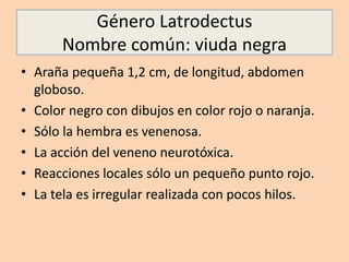 Género Latrodectus
Nombre común: viuda negra
• Araña pequeña 1,2 cm, de longitud, abdomen
globoso.
• Color negro con dibujos en color rojo o naranja.
• Sólo la hembra es venenosa.
• La acción del veneno neurotóxica.
• Reacciones locales sólo un pequeño punto rojo.
• La tela es irregular realizada con pocos hilos.
 