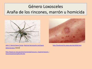 Género Loxosceles
Araña de los rincones, marrón u homicida
John C. Stennis Space Center, National Aeronautics and Space
Administration (NASA)
http://www.ssc.nasa.gov/environmental/resource_mngmnt/natural_r
esources/poison/spdrsinfo.htm
http://hardinmd.lib.uiowa.edu/cdc/6266.html
 