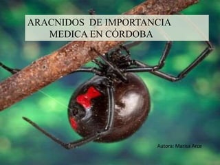 ARACNIDOS DE IMPORTANCIA
MEDICA EN CÓRDOBA
Autora: Marisa Arce
 