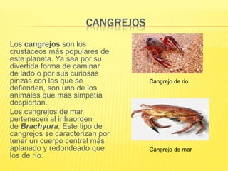 CANGREJOS
Los cangrejos son los
crustáceos más populares de
este planeta. Ya sea por su
divertida forma de caminar
de lado o por sus curiosas
pinzas con las que se
defienden, son uno de los
animales que más simpatía
despiertan.
Los cangrejos de mar
pertenecen al infraorden
de Brachyura. Este tipo de
cangrejos se caracterizan por
tener un cuerpo central más
aplanado y redondeado que
los de río.
Cangrejo de rio
Cangrejo de mar
 