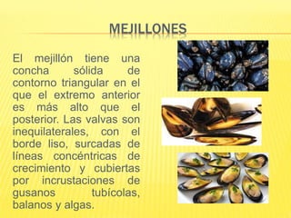 MEJILLONES
El mejillón tiene una
concha sólida de
contorno triangular en el
que el extremo anterior
es más alto que el
posterior. Las valvas son
inequilaterales, con el
borde liso, surcadas de
líneas concéntricas de
crecimiento y cubiertas
por incrustaciones de
gusanos tubícolas,
balanos y algas.
 