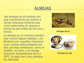 ALMEJAS
las almejas es el nombre con
que comúnmente se conoce a
varios moluscos bivalvos que
viven enterrados en arenas o
barros de las orillas de los ríos y
mares.
La almeja es un molusco bivalvo
que vive en aguas saladas. Los
Bivalvos son aquellos moluscos
cuyo cuerpo está protegido por
dos conchas simétricas, cómo el
mejillón, la ostra, o la navaja.
Soportan temperaturas de 5 a
35ºC, la baja mar y los cambios
de salinidad
Almejas de rio
Almejas de mar
 